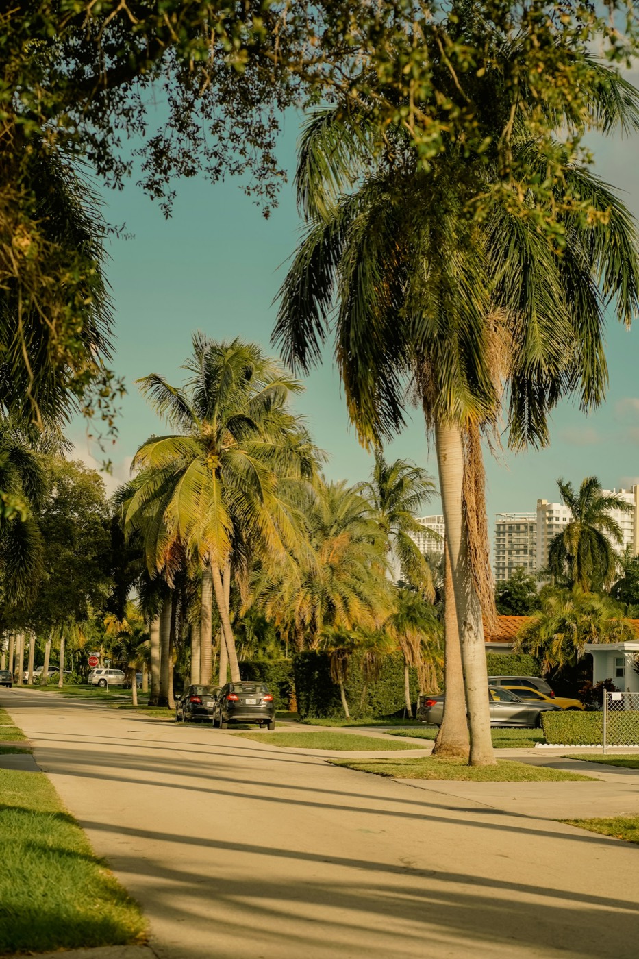 Улица с пальмами в Hallandale Beach, Флорида